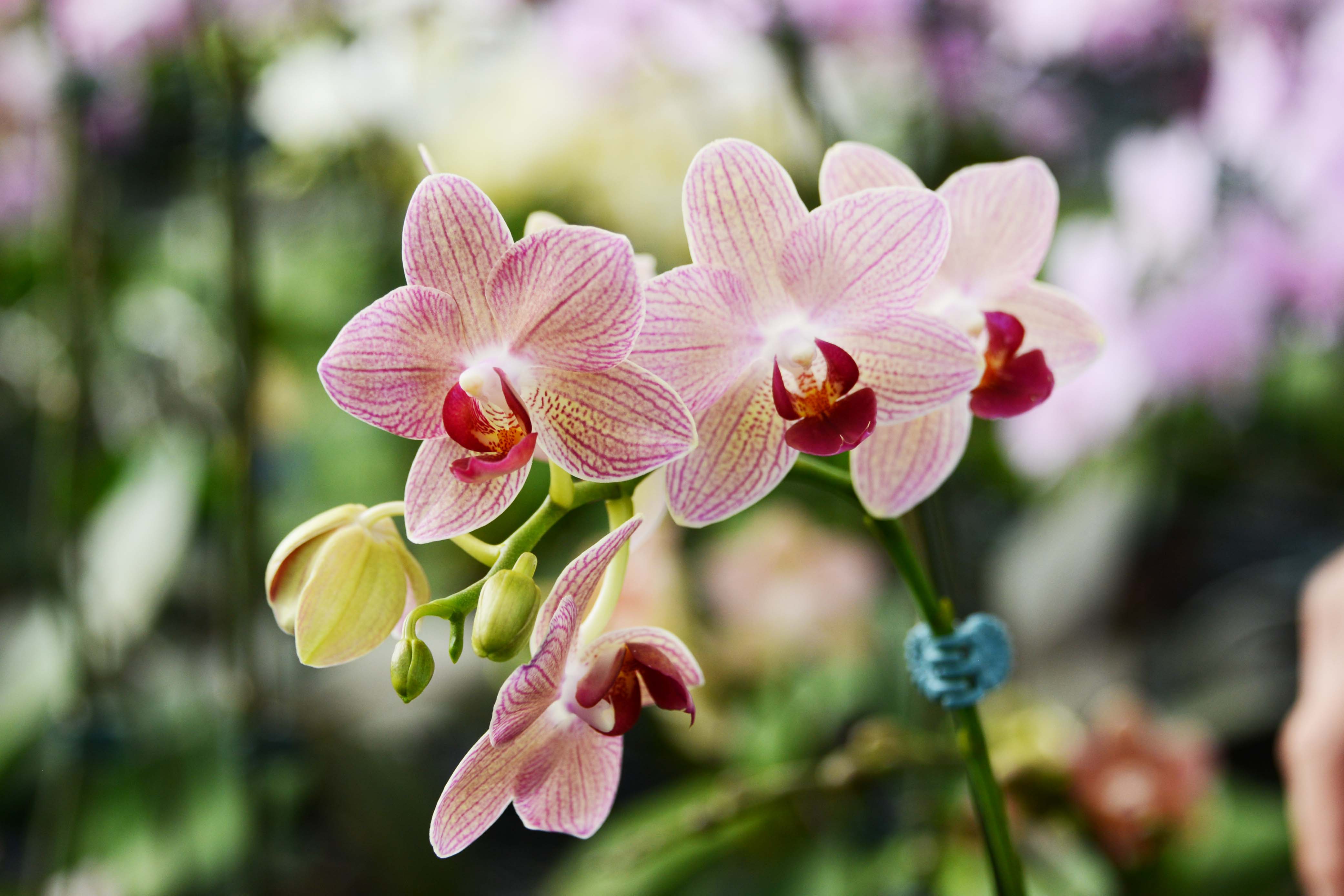 高品質なオリジナル品種を育てる胡蝶蘭農場｜有限会社 鈴もと｜くらし