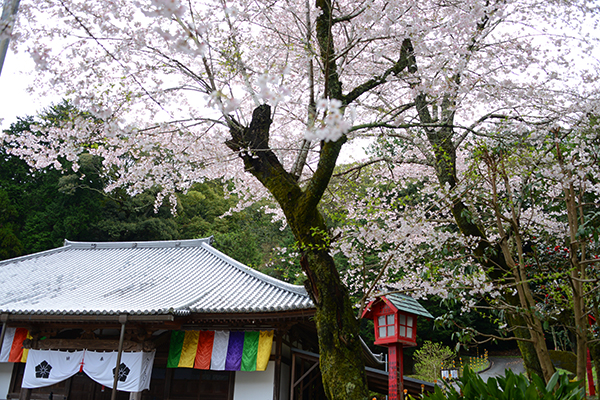 家康公ゆかりの地・春の日本平を歩こう｜withsmile編集部