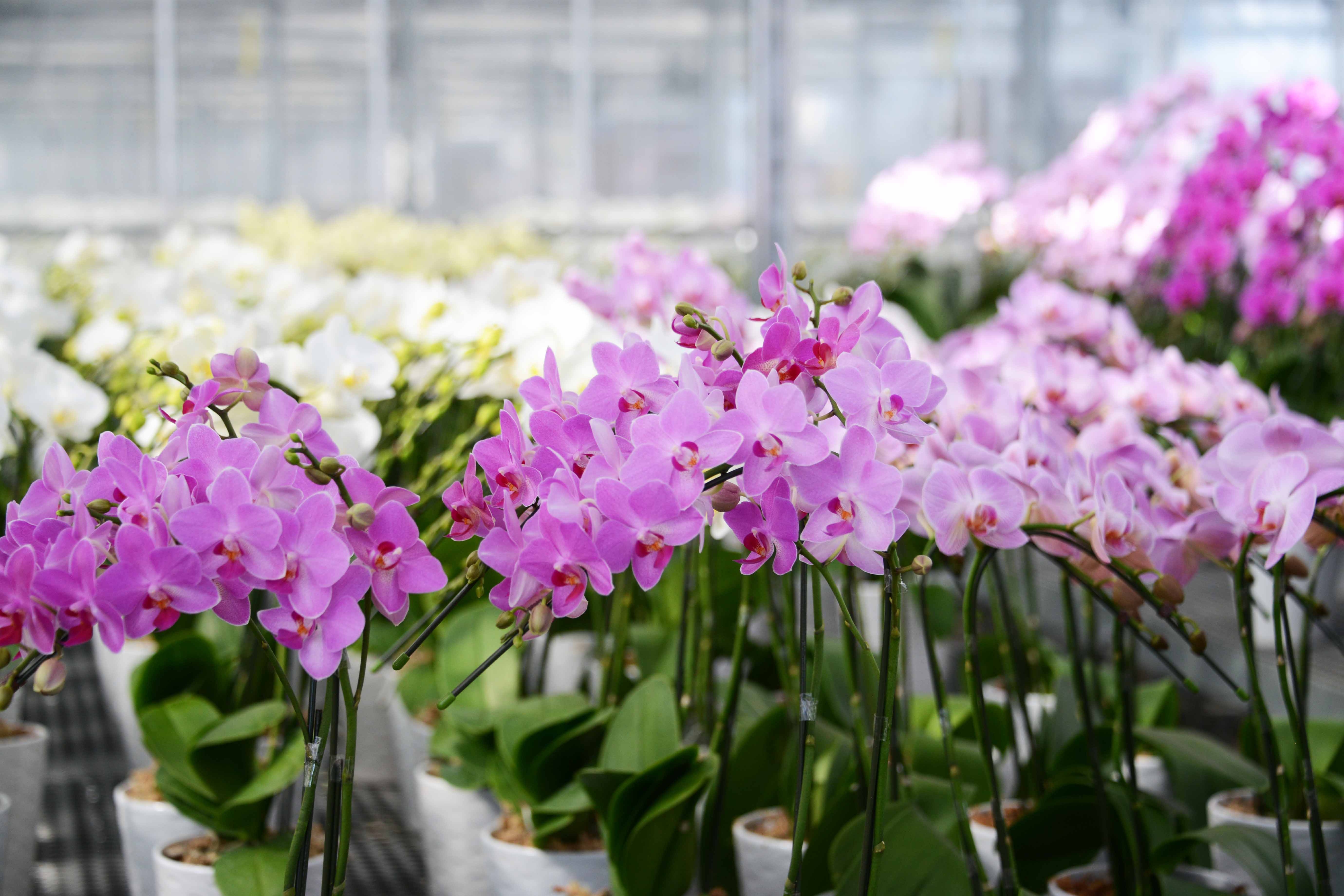 高品質なオリジナル品種を育てる胡蝶蘭農場｜有限会社 鈴もと｜くらし